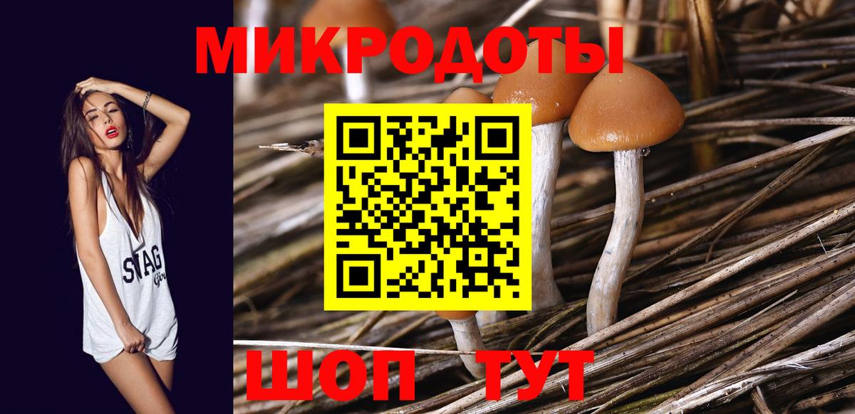 Галлюциногенные грибы Psilocybe Новоуральск